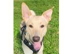 Adopt Miles a Tan/Yellow/Fawn - with White Shepherd (Unknown Type) / Shiba Inu /