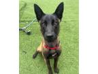 Adopt Rose a Belgian Malinois / Mixed dog in Poughkeepsie, NY (41327620)
