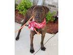 Adopt Ocean a Plott Hound / Mixed dog in Gautier, MS (41047901)