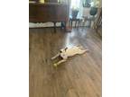 Adopt Cali a White - with Red, Golden, Orange or Chestnut Bull Terrier / Bull