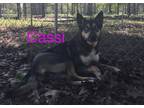 Adopt Cassi a German Shepherd Dog / Husky / Mixed dog in Pine Bluff