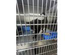 Adopt Leah a All Black Domestic Shorthair (short coat) cat in Russellville