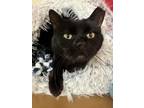 Adopt Baby Bo a All Black Domestic Shorthair / Mixed Breed (Medium) / Mixed
