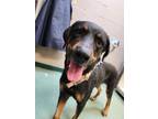 Adopt Raven a Black Rottweiler / Mixed Breed (Medium) / Mixed (short coat) dog