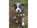Adopt Raindrop ~ meet me! a White - with Gray or Silver American Pit Bull