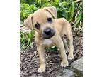 Adopt Sandy a Black American Staffordshire Terrier / Mixed Breed (Medium) /