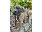 Adopt Cole a Brindle American Staffordshire Terrier / Mixed Breed (Medium) /
