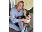Adopt SIENNA a Black - with Tan, Yellow or Fawn Hound (Unknown Type) / Shar Pei