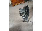 Adopt Colton a Brown/Chocolate Shih Tzu / Mixed dog in Brunswick, ME (41391670)