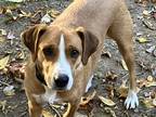 Adopt Button - 32 lb FAMILY PUP! a Brown/Chocolate - with White Beagle / Terrier