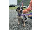 Adopt Skye a Black Australian Cattle Dog / Beagle / Mixed (short coat) dog in