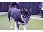 Adopt Bellweather a Black Alaskan Klee Kai / Mixed Breed (Medium) / Mixed (short
