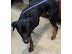 Adopt Adoptable Night Ranger a Black Rottweiler / Mixed Breed (Medium) / Mixed