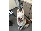 Adopt Bubba Gump a Black Alaskan Klee Kai / Mixed Breed (Medium) / Mixed (short