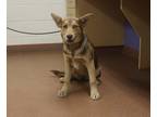 Adopt 85004 Ursa a White German Shepherd Dog / Mixed Breed (Medium) / Mixed
