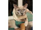 Adopt Winston 4685 a Cream or Ivory Siamese / Mixed cat in Dallas, TX (41390391)