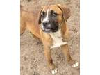 Adopt Kizzie a Boxer dog in Wolcott, CT (41422254)