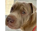 Adopt Bentley a Shar Pei dog in Marietta, GA (41132403)