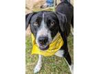 Adopt Gus a Black - with White Labrador Retriever / Border Collie / Mixed dog in