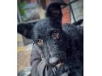Adopt Jasper V a Black - with White Schnauzer (Standard) dog in Franklinville