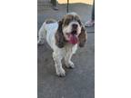 Adopt Ruby a White - with Tan, Yellow or Fawn Cocker Spaniel / Mixed dog in