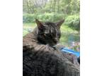 Adopt Mikey a Spotted Tabby/Leopard Spotted American Shorthair / Mixed (short