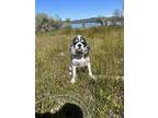 Adopt Max a White - with Black Cocker Spaniel / Mixed dog in Cameron Park