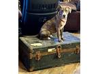Adopt Justice a Brindle Boxer dog in Oakwood, TX (41030105)