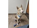 Adopt Peanut a Tan/Yellow/Fawn - with White German Shepherd Dog / Husky / Mixed