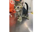 Adopt Poly a Brown Tabby Domestic Shorthair / Mixed Breed (Medium) / Mixed