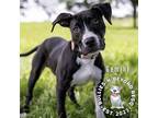 Adopt Zodiac Litter: Gemini a Black - with White American Staffordshire Terrier