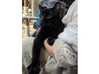 Adopt Fyv a All Black American Shorthair / Mixed (short coat) cat in Dayton