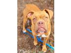 Adopt Tofu a Red/Golden/Orange/Chestnut Boxer / French Mastiff dog in Bend