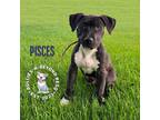 Adopt Zodiac Litter:Pisces a Black - with White American Staffordshire Terrier