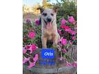 Adopt Puppies a Australian Cattle Dog / Mixed dog in Elmira, CA (41441714)