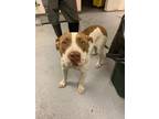 Adopt 55902968 a White American Pit Bull Terrier / Mixed Breed (Medium) / Mixed