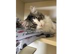 Adopt Rexi-Rex a Brown Tabby Domestic Longhair / Mixed Breed (Medium) / Mixed
