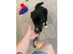 Adopt Wanda a Black - with White Border Collie / Husky / Mixed dog in Graham