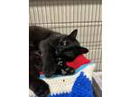 Adopt Racecar a All Black Domestic Shorthair / Mixed Breed (Medium) / Mixed