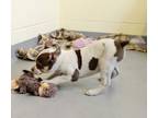 Adopt Spice a White American Pit Bull Terrier / Australian Cattle Dog / Mixed