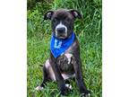 Adopt Derpy a Black American Staffordshire Terrier / Mixed Breed (Medium) /