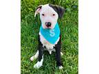 Adopt Snowbaby a White American Staffordshire Terrier / Mixed Breed (Medium) /