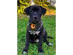 Adopt Camo a Black American Staffordshire Terrier / Mixed Breed (Medium) / Mixed
