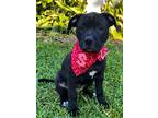 Adopt Spicy a Black American Staffordshire Terrier / Mixed Breed (Medium) /