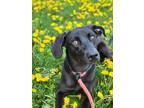 Adopt Nica a Black Golden Retriever / Mixed Breed (Medium) / Mixed (short coat)