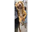 Adopt Sally a Brindle Border Collie / Mixed Breed (Medium) / Mixed (short coat)