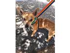 Adopt Gibson a Tan/Yellow/Fawn Miniature Dachshund / Mixed Breed (Medium) /