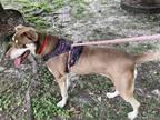 Adopt Jade *VIP* a Brown/Chocolate Golden Retriever / Mixed Breed (Medium) /