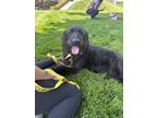 Adopt Gabby a Black Labradoodle / Mixed dog in Armonk, NY (41368875)