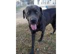 Adopt Big Blue a Gray/Blue/Silver/Salt & Pepper Cane Corso dog in Brookeville